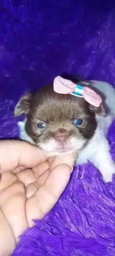 Chihuahua fêmea Pêlo longo branco com uma maravilhosa máscara chocolate.  Fofíssima!!!