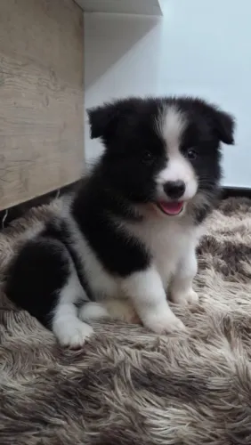 Border collie 