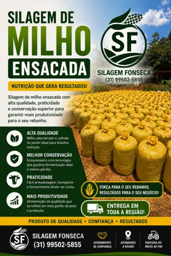 Silagem de milho 