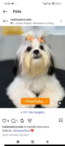 Procuro shihtzu pra cruza