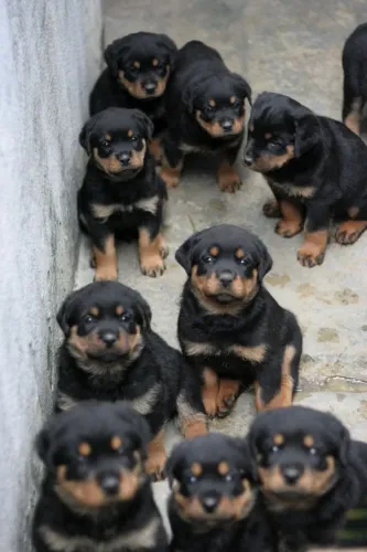 Rottweiller Machos e Femeas