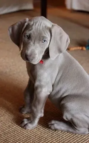 Weimaraner Machos e Femeas