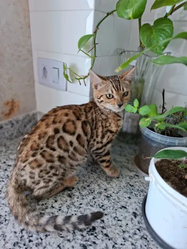 Filhote Bengal Spotted Tabby disponível