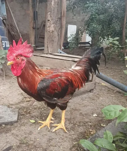 Galo caipira vermelho 