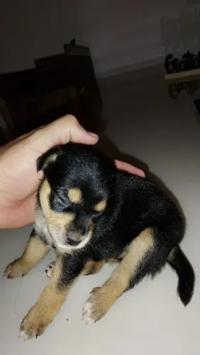 Doação Filhote Fêmea