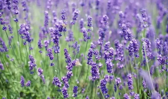 Muda de Lavanda Aromática (Excelente para Jardim e Vasos)