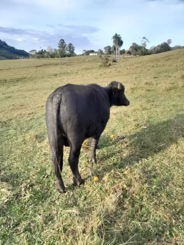 Novilho bufalo