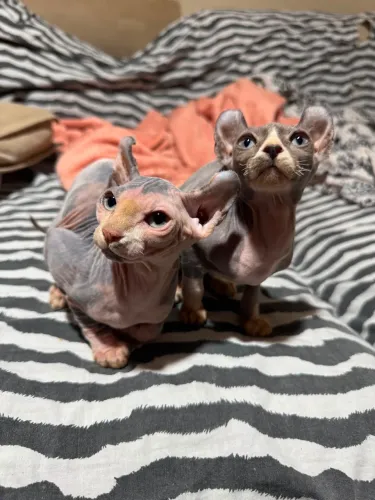 Gato pelado