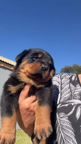 Filhote rottweiler, Uma vida cheia de carinho e lambeijos começa agora!