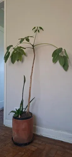 Árvore do dinheiro (pachira aquatica)