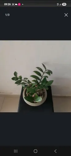 Jarro com zamiocuca 