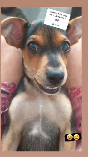 Cachorro 