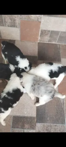 Border Collie 