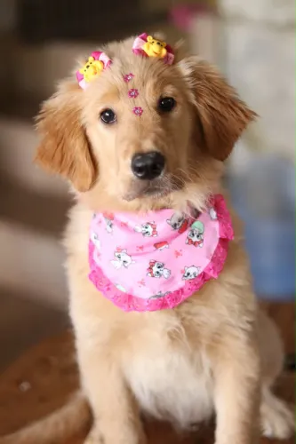 GOLDEN RETRIEVER FÊMEA E MACHO