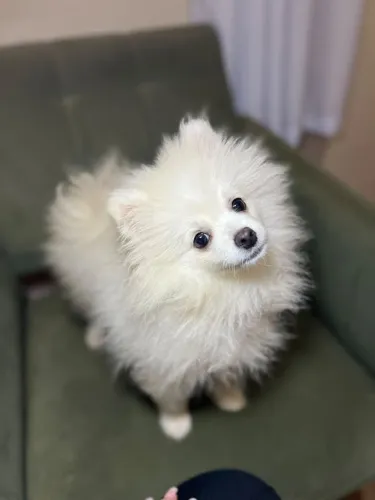 vendo filhote de Spitz alemão