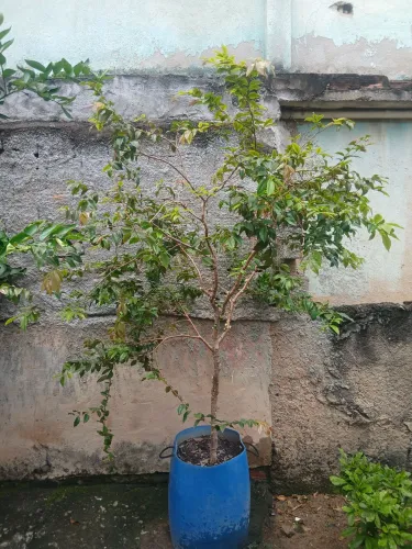 Jabuticabeira híbrida produzindo