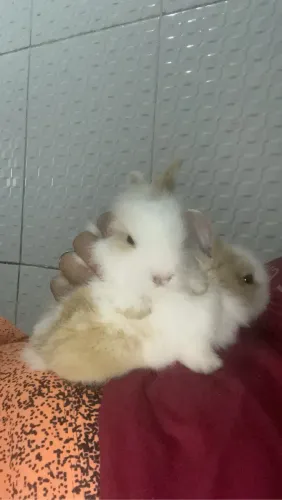 Coelhos filhotes