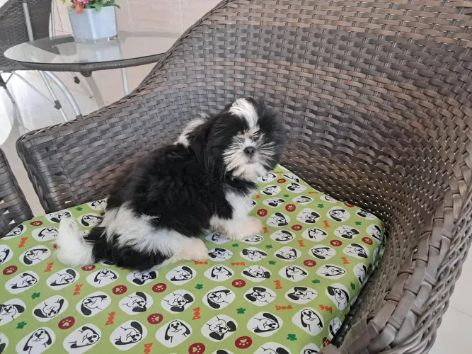 Lindo filhote de shihtzu macho disponível 