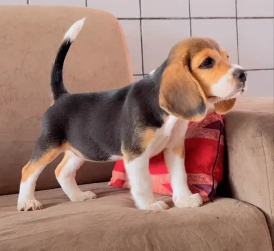 Filhote fêmea de beagle com pedigree