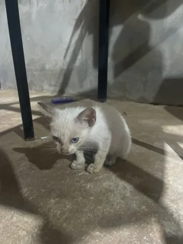 Gato
