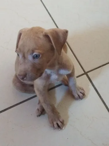 Pit bull moster 