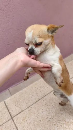 Chihuahua Puro Macho - Branco e Castanho - Nascido em 2021