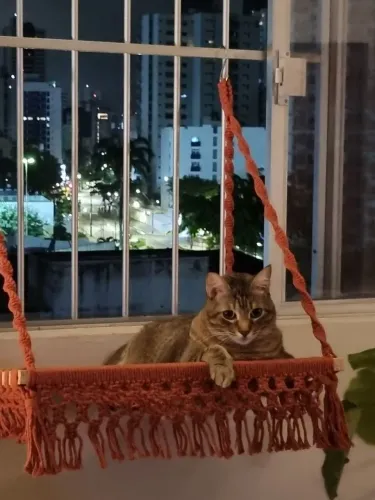 Caminha de gato