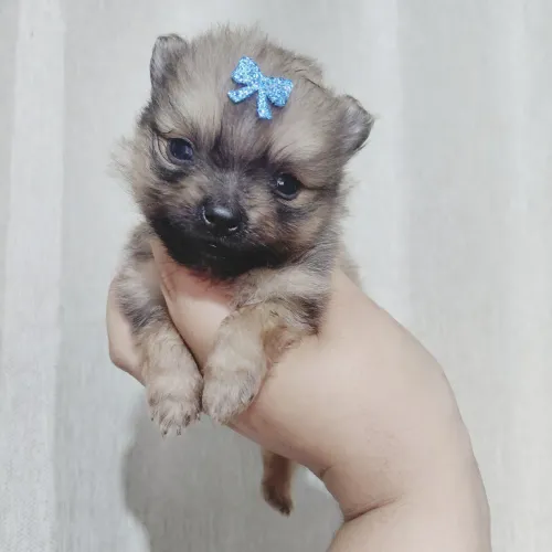 Maravilhoso machinho de Spitz/lulu