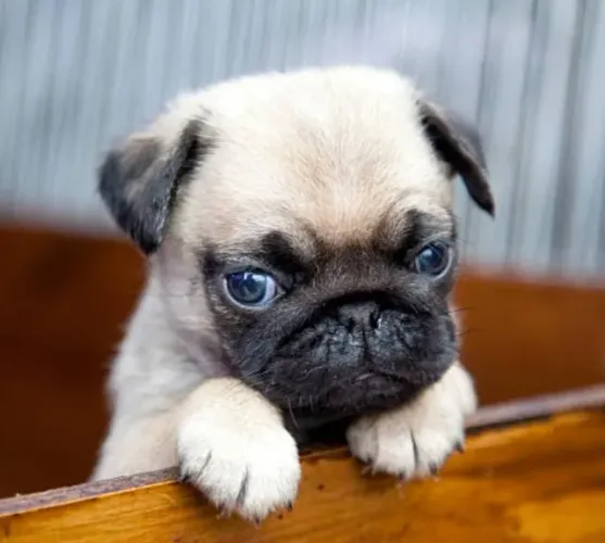 Pug Filhotes Ótima Procedência. 