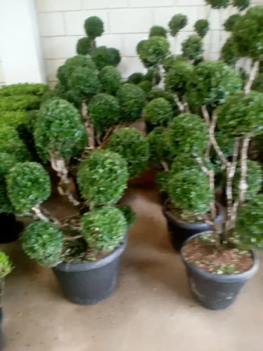 Plantas ornamentais para seu jardim paisagismo
