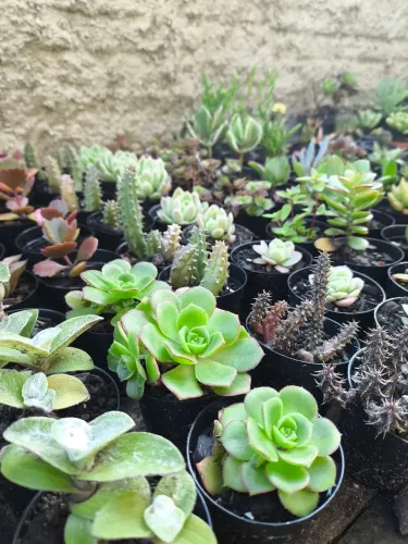Suculentas para lembrancinhas