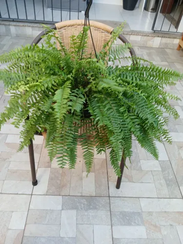 Samambaia Americana.