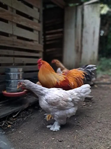 Franga brahma