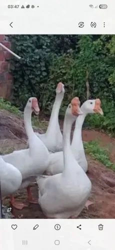 Ganso sinaleiro