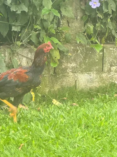 Frango caipira novo , vai ficar grande , só 4 meses . 80,00 reais mto barato .