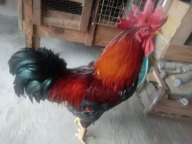 Galos , frangos , galinhas , etc / ZL
