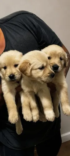 Filhotes Golden retrivier