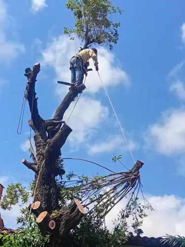 Podas e corte de árvores ? 