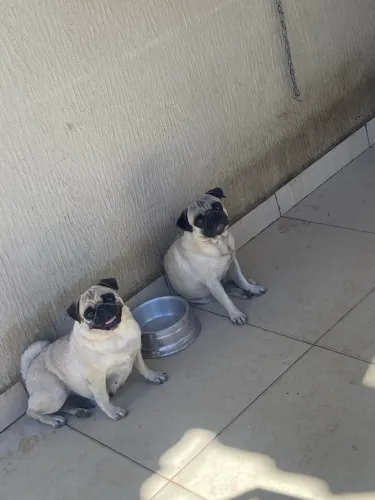 Casal De Pug (Aceito Trocas, IPhone, PlayStation, Não São Irmãos) 