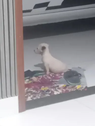 Filhote de salsicha com vira lata