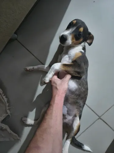CACHORRO PARA ADOÇÃO