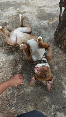 Filhote Pitbull _ 4 Meses