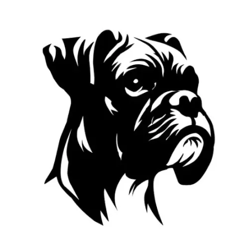 Filhotes Cães da raça Boxer