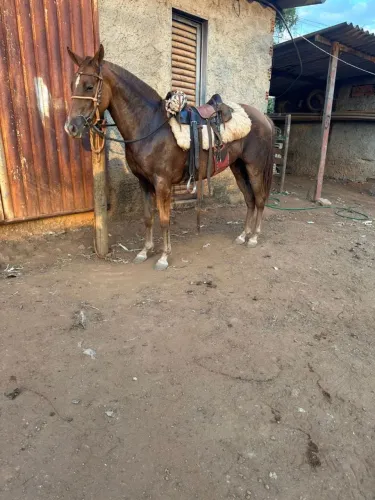 Égua potra mangalarga