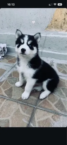HUSKY SIBERIANO FEMEA 25 DIAS