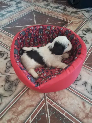 Raça shih tzu 
