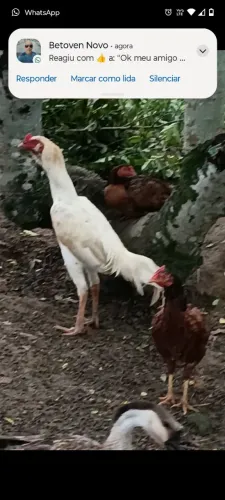 Galo