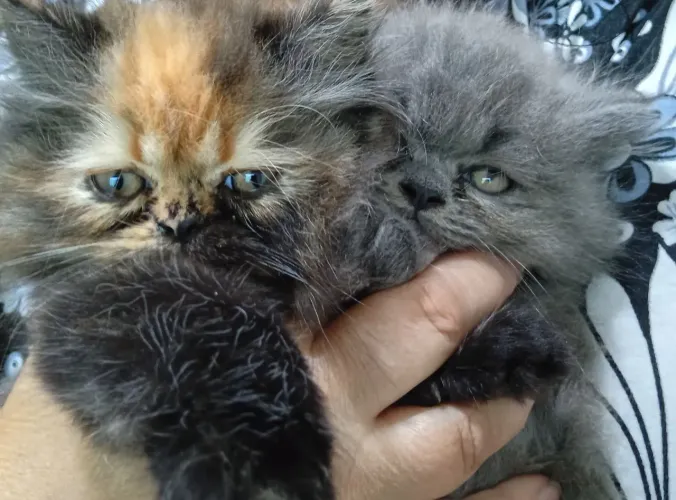 Gatinhos persa