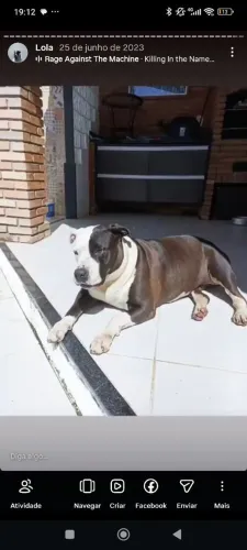 Doação Cadela