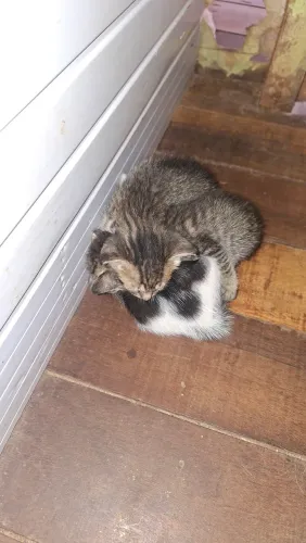 Filhotes de gatinho